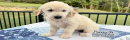 Golden Retriever dogs for sale: Pansy - Ad 2