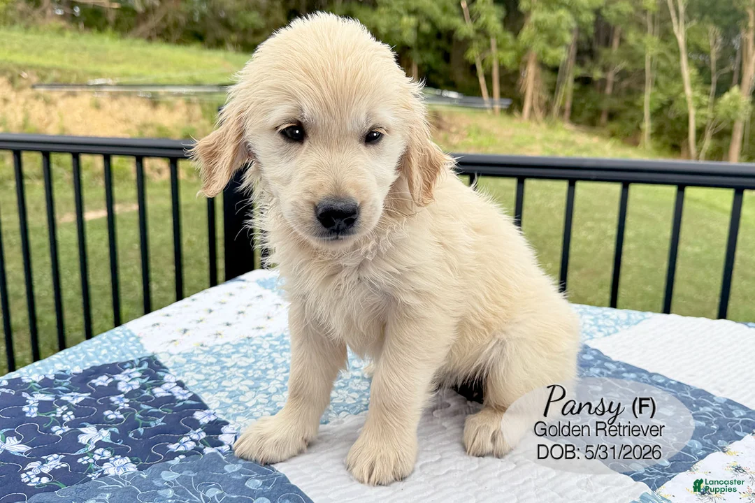 Golden Retriever dogs for sale: Pansy - Ad 2