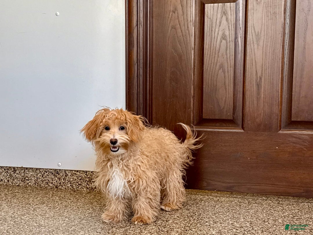 Maltipoo dogs for sale: Quinn - Ad 10