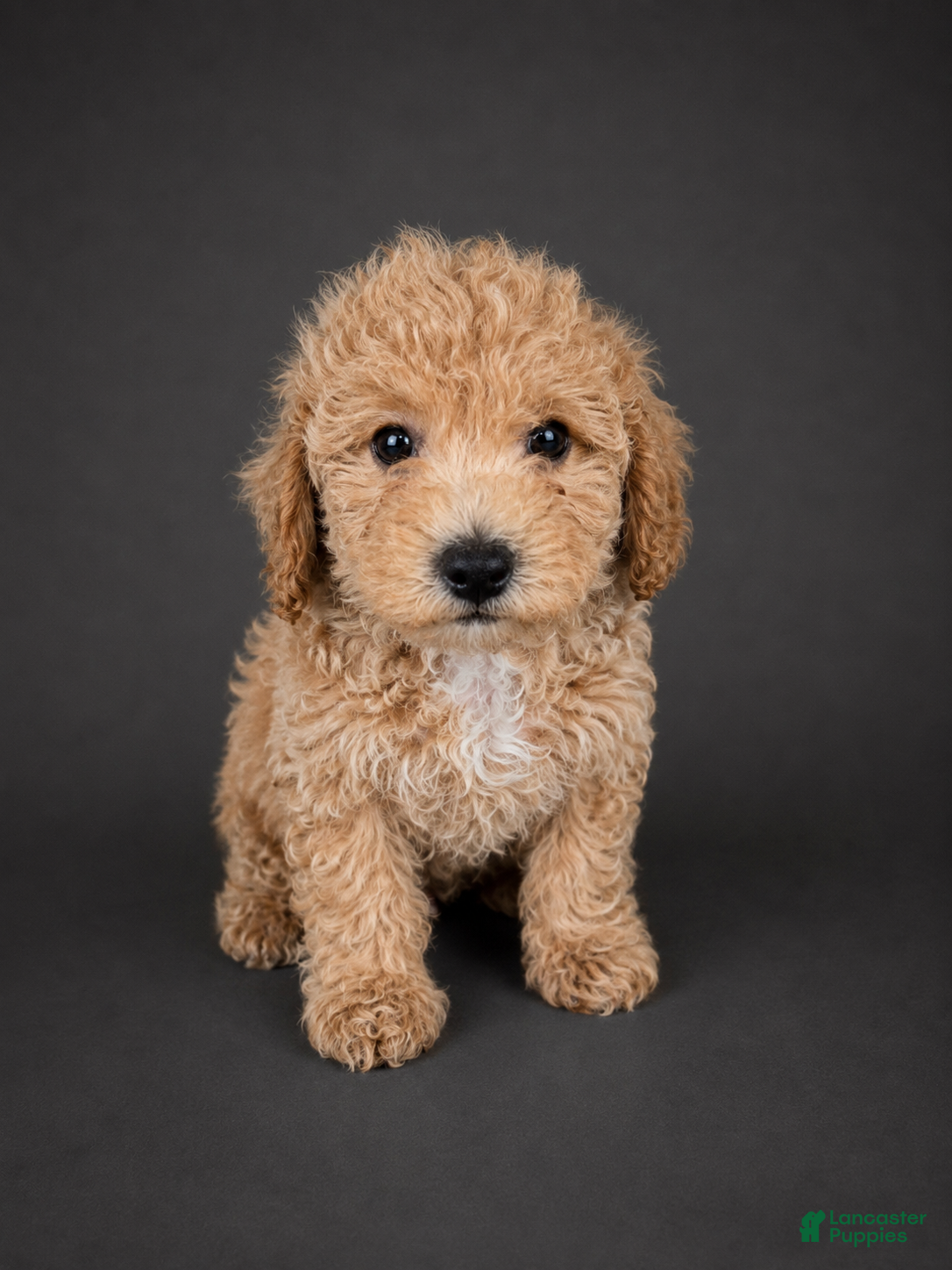 Bichpoo dogs Coco - Ad 29