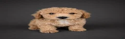 Bichpoo dogs for sale: Coco - Ad 1