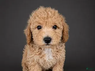 Bichpoo dogs Coco - Ad 41