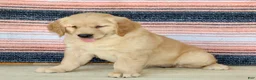 Golden Retriever dogs for sale: Goldie - Ad 3