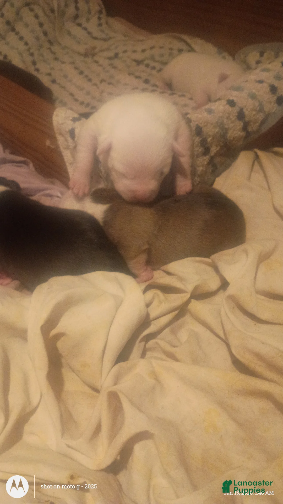 American Pit Bull Terrier dogs for sale: American Pit Bull Terrier Puppy 5 - Ad 4