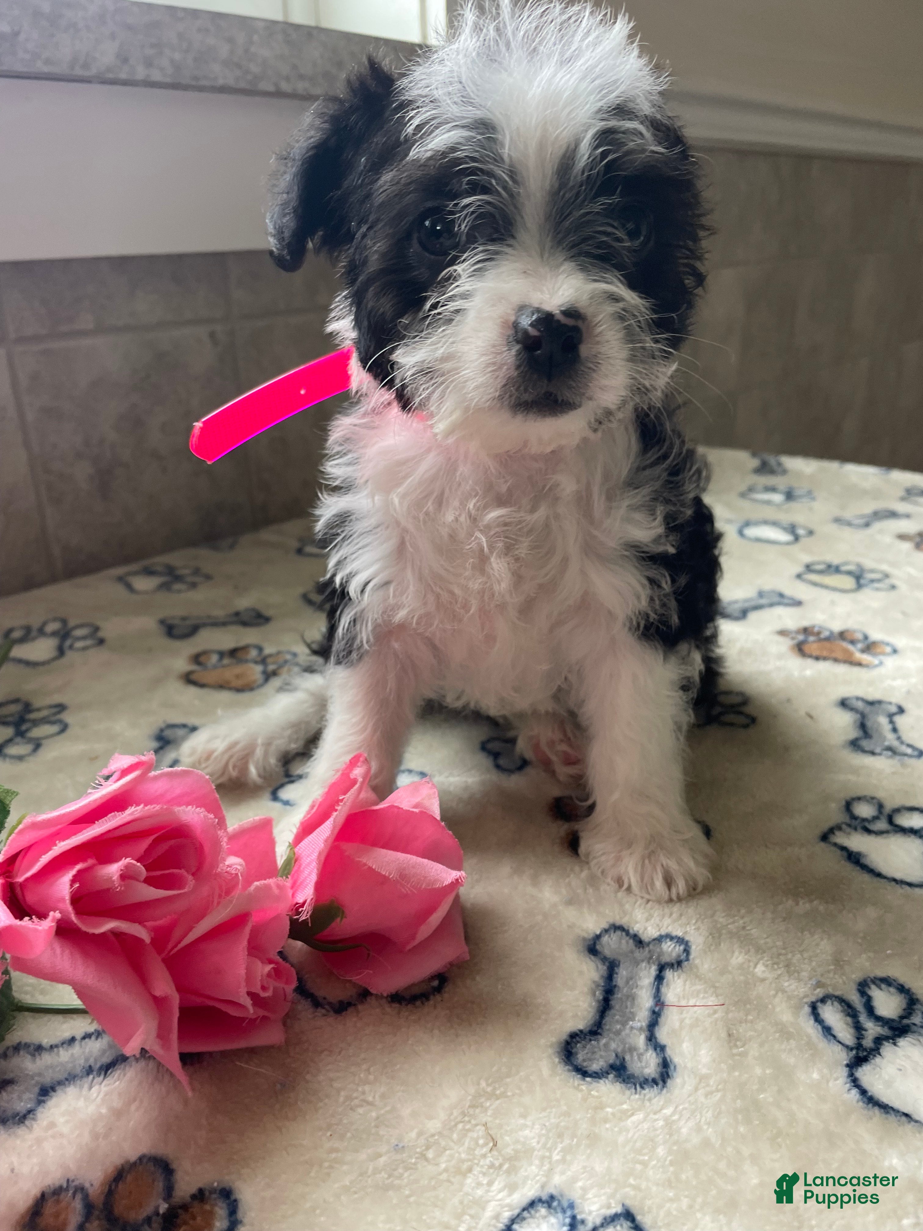 Mixed Breed dogs Waffles - Ad 10