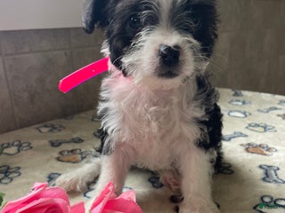 Mixed Breed dogs Waffles - Ad 9