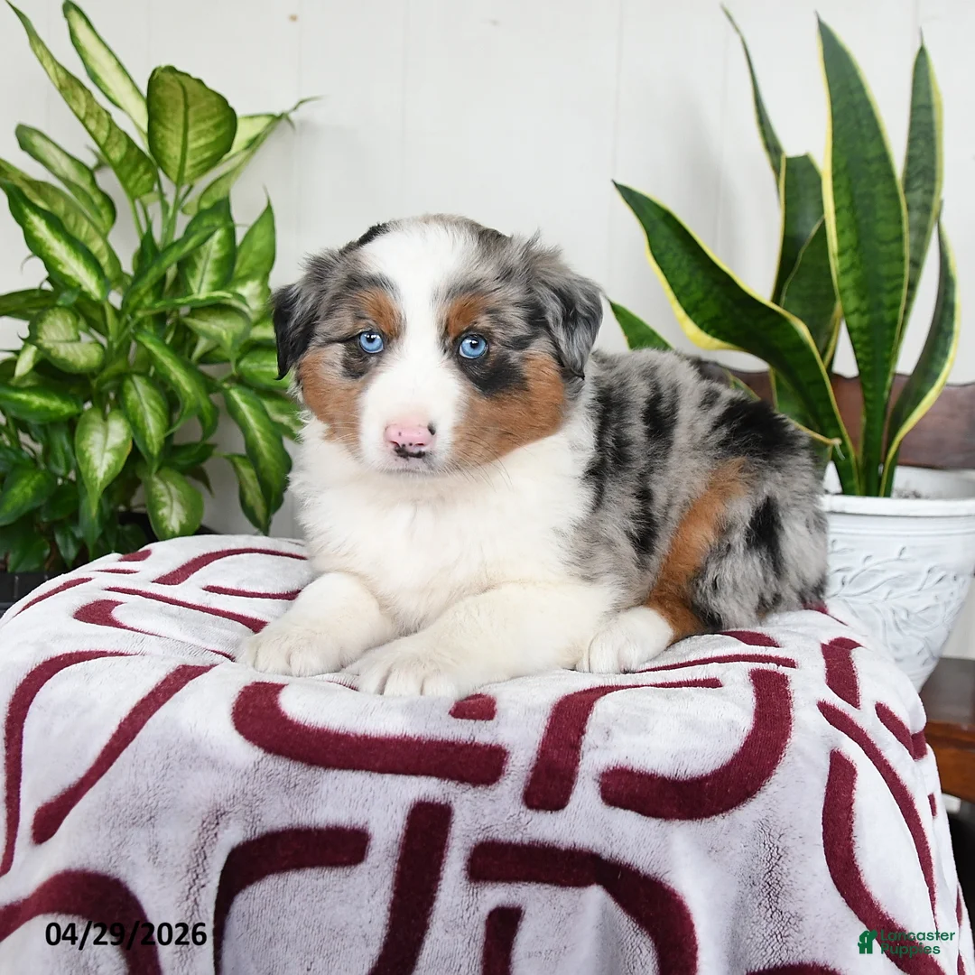 Australian Shepherd dogs for sale: Fern - Ad 3