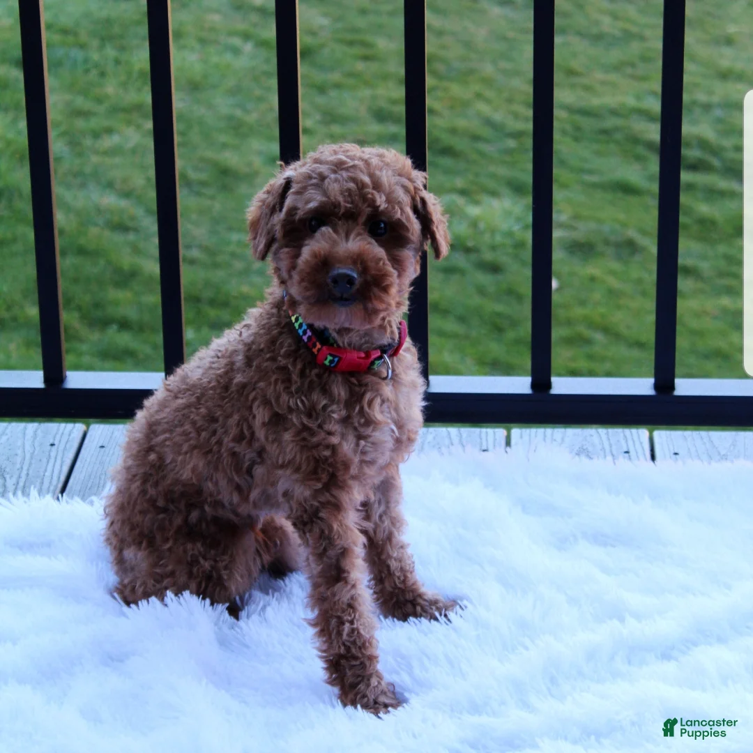 Cavapoo dogs for sale: Dante  - Ad 8