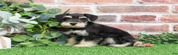 Miniature Schnauzer dogs for sale: Azriel - Ad 10