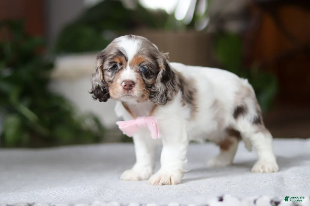 Cocker Spaniel dogs for sale: Ava - Ad 2