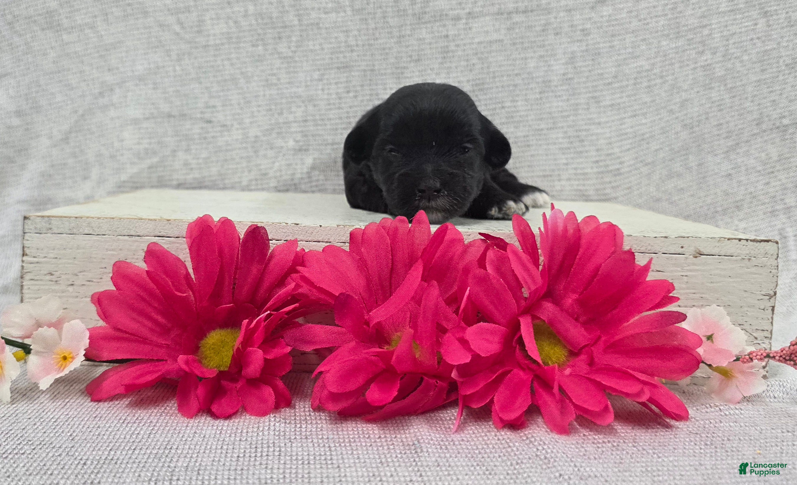 Shihpoo dogs Betsy - Ad 1