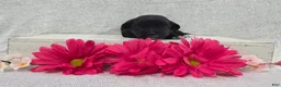 Shihpoo dogs for sale: Betsy - Ad 1