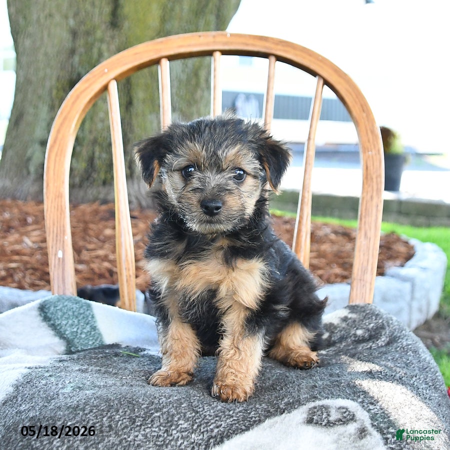 Yorkshire Terrier dogs for sale: Muffin - Ad 1