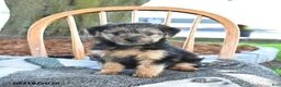 Yorkshire Terrier dogs for sale: Muffin - Ad 1