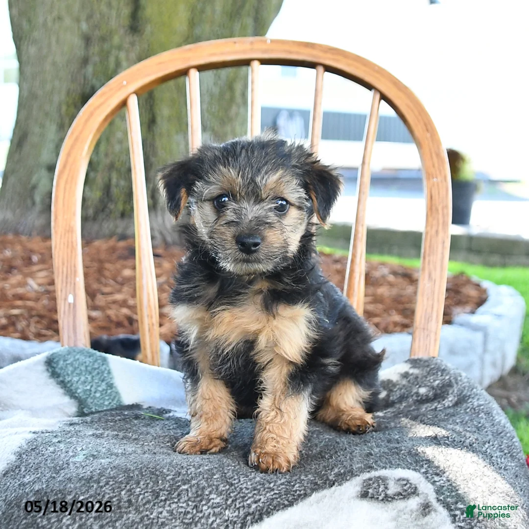Yorkshire Terrier dogs for sale: Muffin - Ad 1