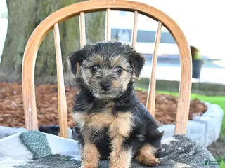 Yorkshire Terrier dogs for sale: Muffin - Ad 1