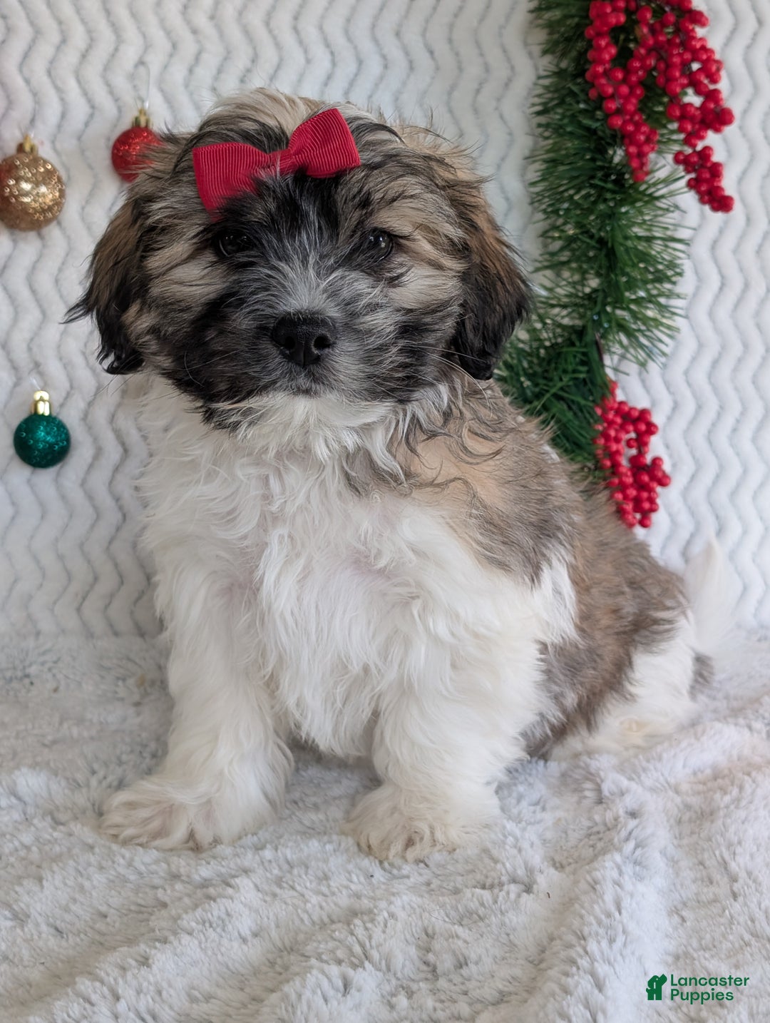 Teddy Bear dogs for sale: Loki - Ad 6