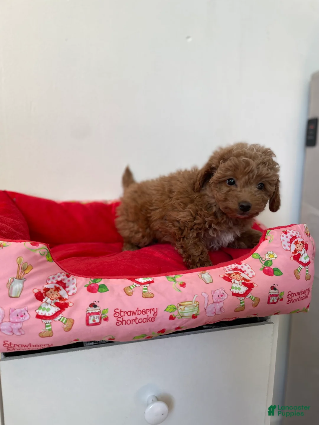 Toy Poodle dogs for sale: Dolly  - Ad 1