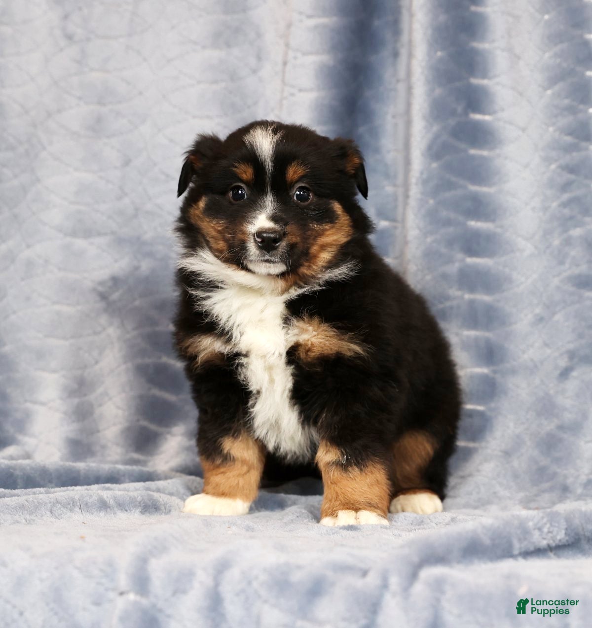 Miniature Australian Shepherd dogs Elmo - Ad 1