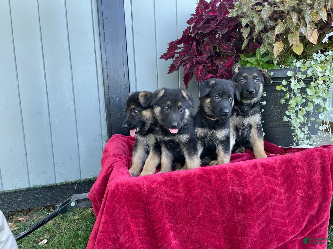 German Shepherd dogs for sale: Kasey - Ad 3