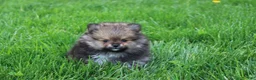 Pomeranian dogs for sale: Casper  - Ad 10