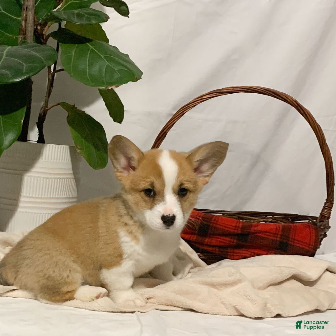 Welsh Corgi Pembroke dogs for sale: Hazel - Ad 3