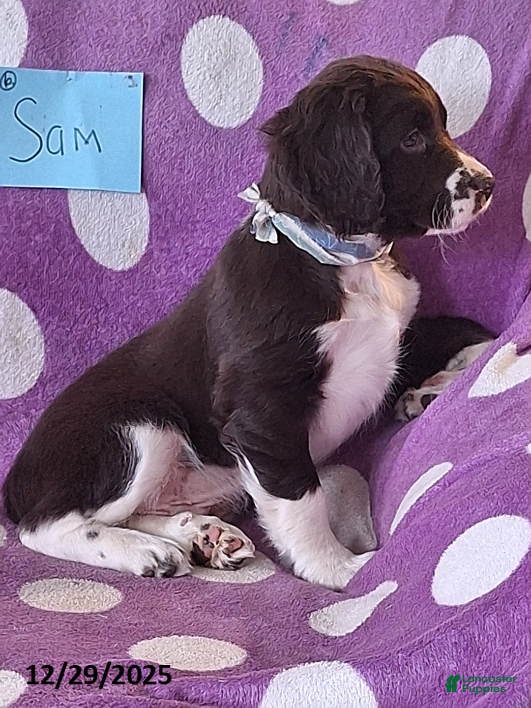English Springer Spaniel dogs for sale: Sam - Ad 7
