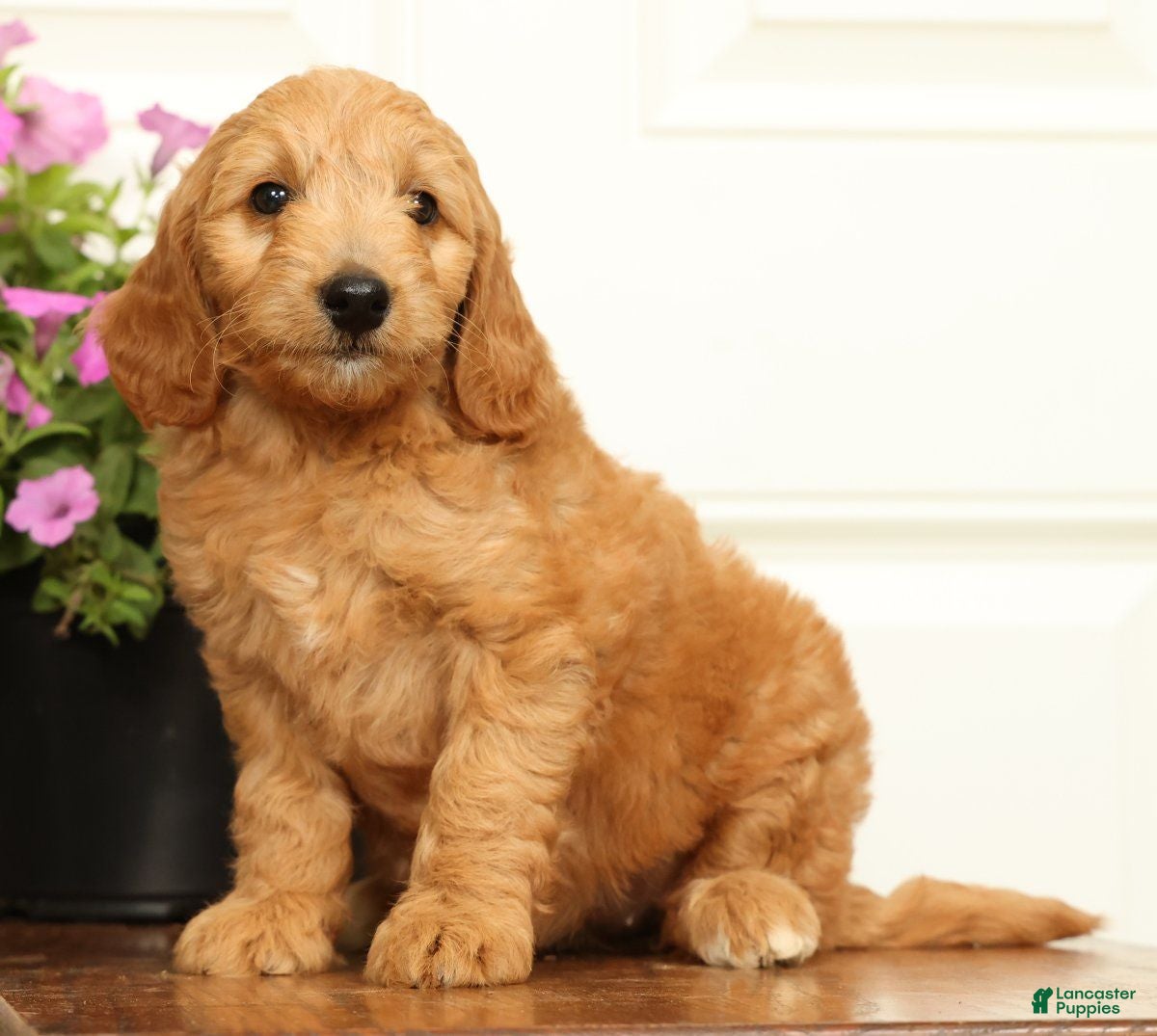 Mini Goldendoodle dogs Bella - Ad 2