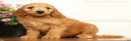 Mini Goldendoodle dogs for sale: Bella - Ad 4