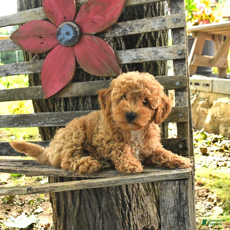 Havapoo dogs Tucker - Ad 1