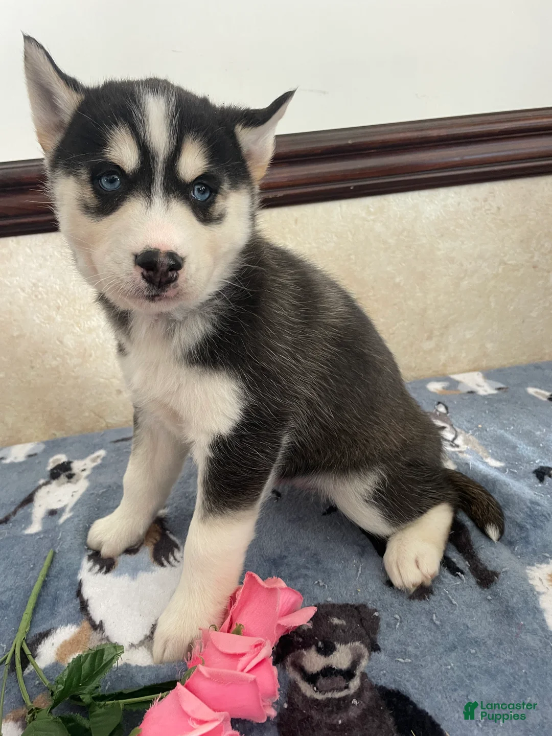 Pomsky dogs for sale: Joey - Ad 3