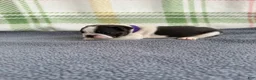 Boston Terrier dogs for sale: Boston Terrier 3 (Xena) - Ad 4