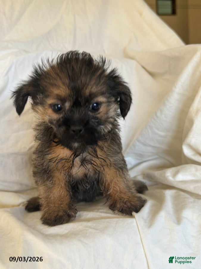 Shorkie dogs Linda - Ad 1