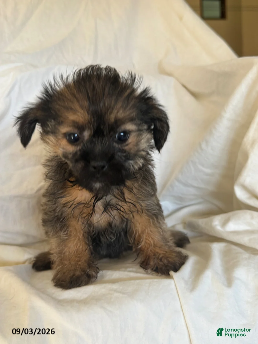 Shorkie dogs for sale: Linda - Ad 1