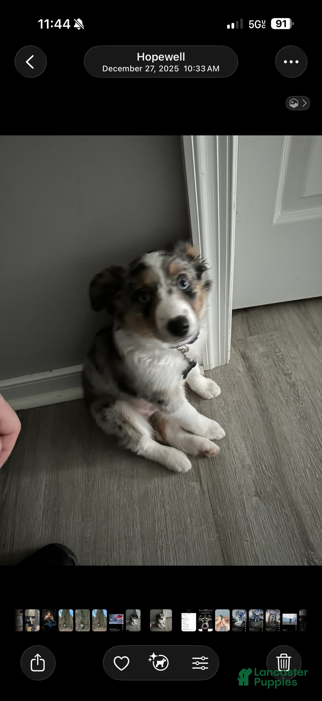 Miniature Australian Shepherd dogs for sale: Miniature Australian Shepherd Puppy 1 - Ad 6