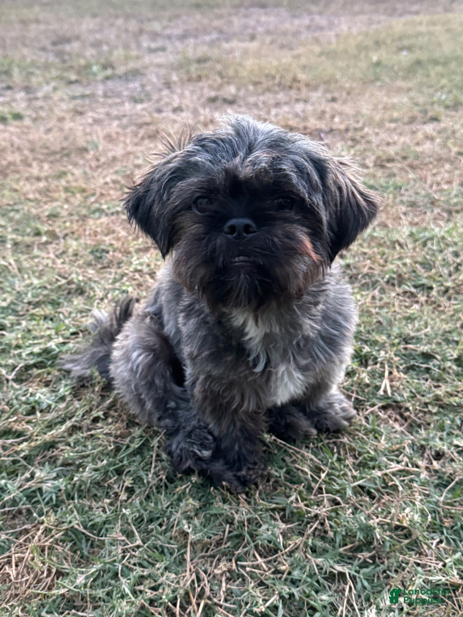 Shih Tzu dogs Shih Tzu Puppy 1 - Ad 8