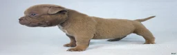 American Bully dogs for sale: Lilac Male - Ad 3