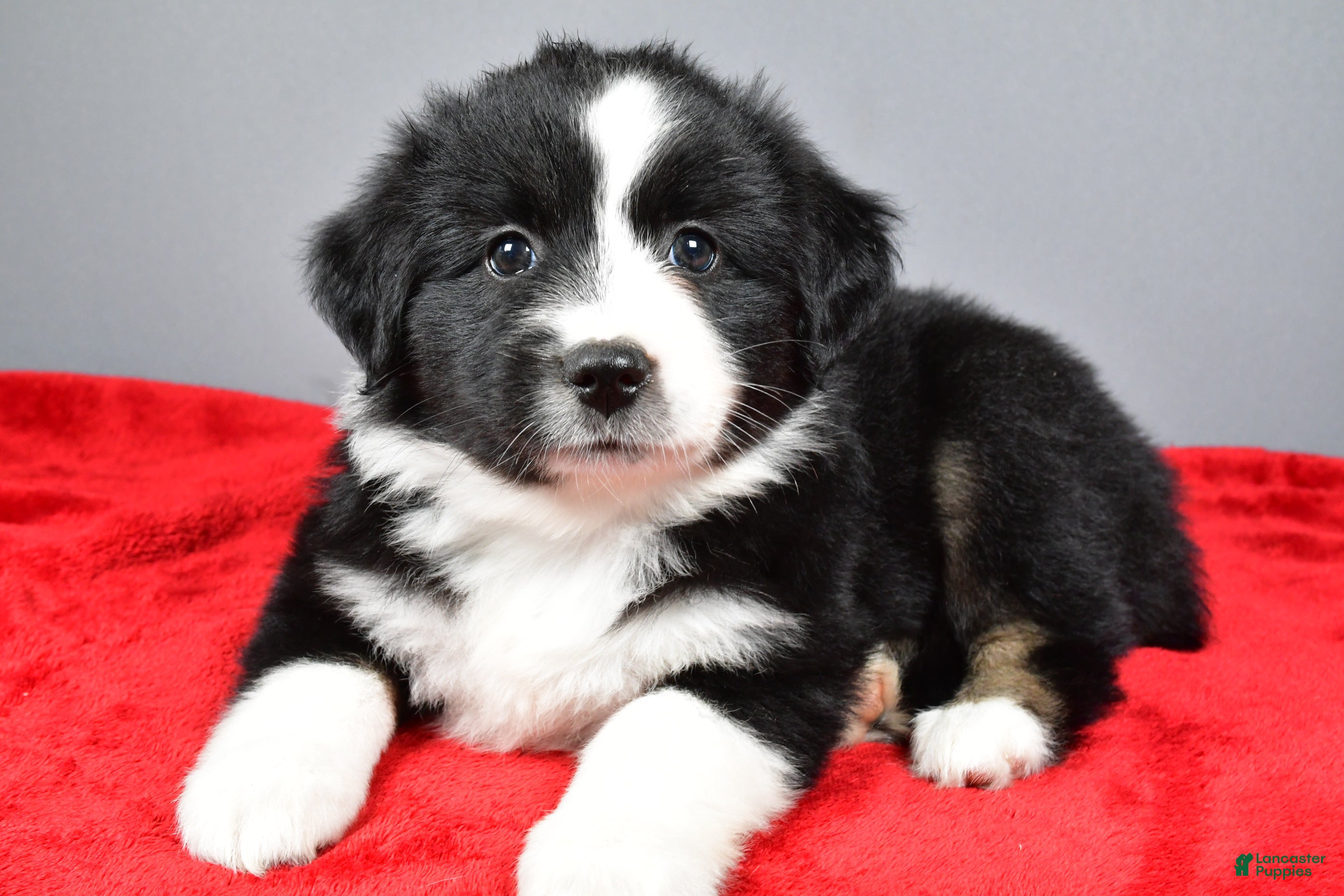 Miniature Australian Shepherd dogs Alice - Ad 1