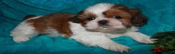 Shih Tzu dogs for sale: Jolene - Ad 5