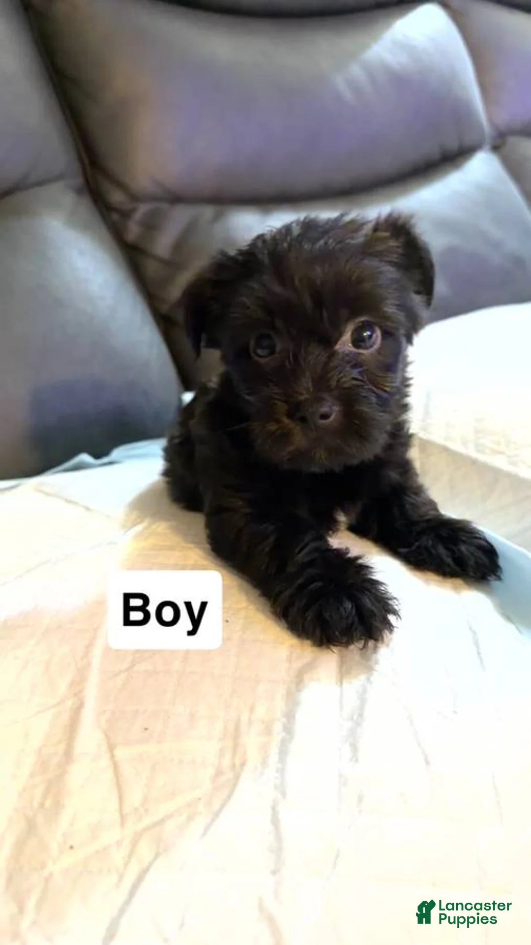 Shorkie dogs for sale: Shorkie Puppy 1 - Ad 1
