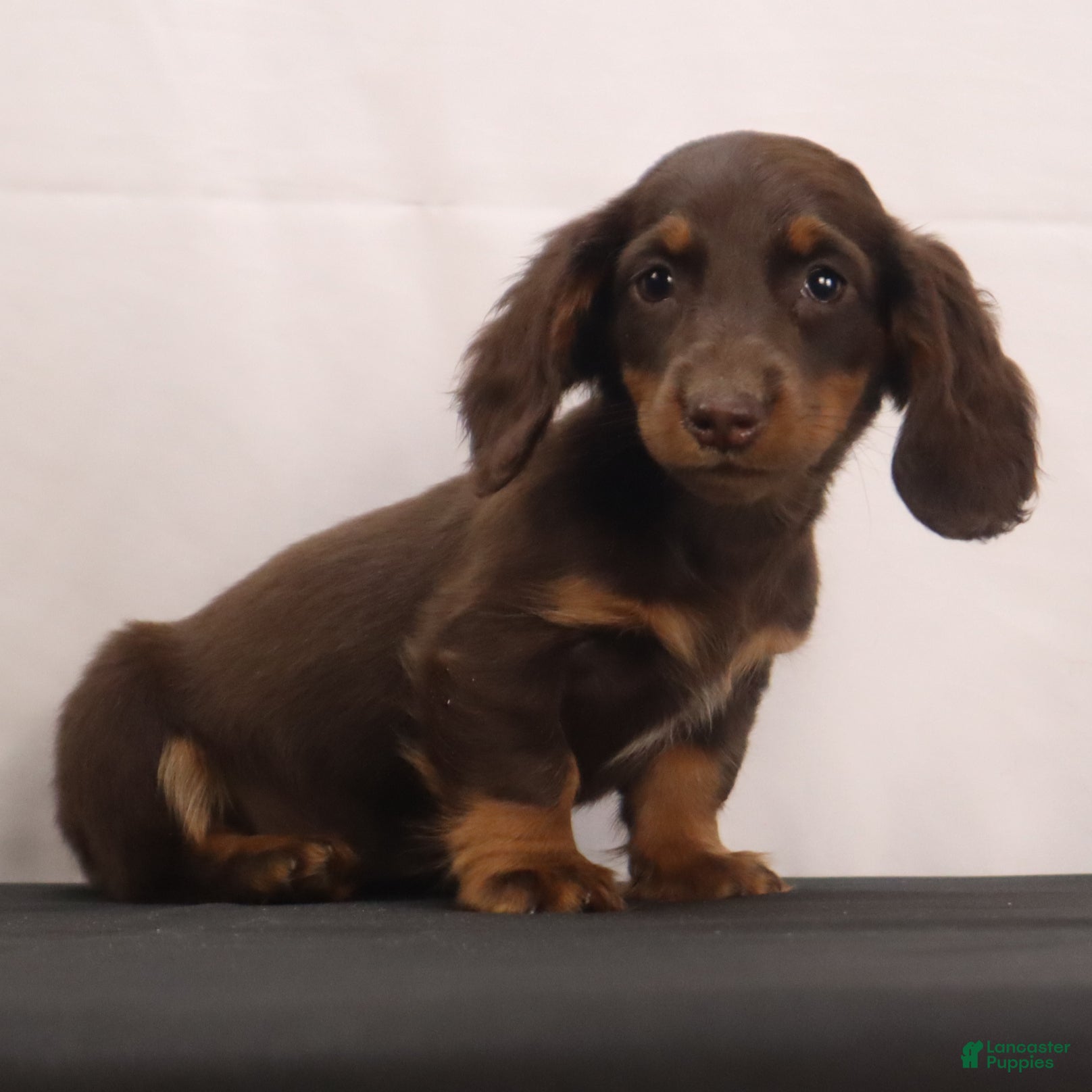 Dachshund dogs mandy - Ad 2