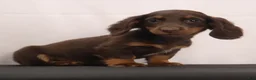 Dachshund dogs for sale: mandy - Ad 2