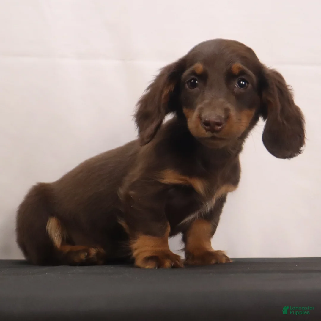 Dachshund dogs for sale: mandy - Ad 2