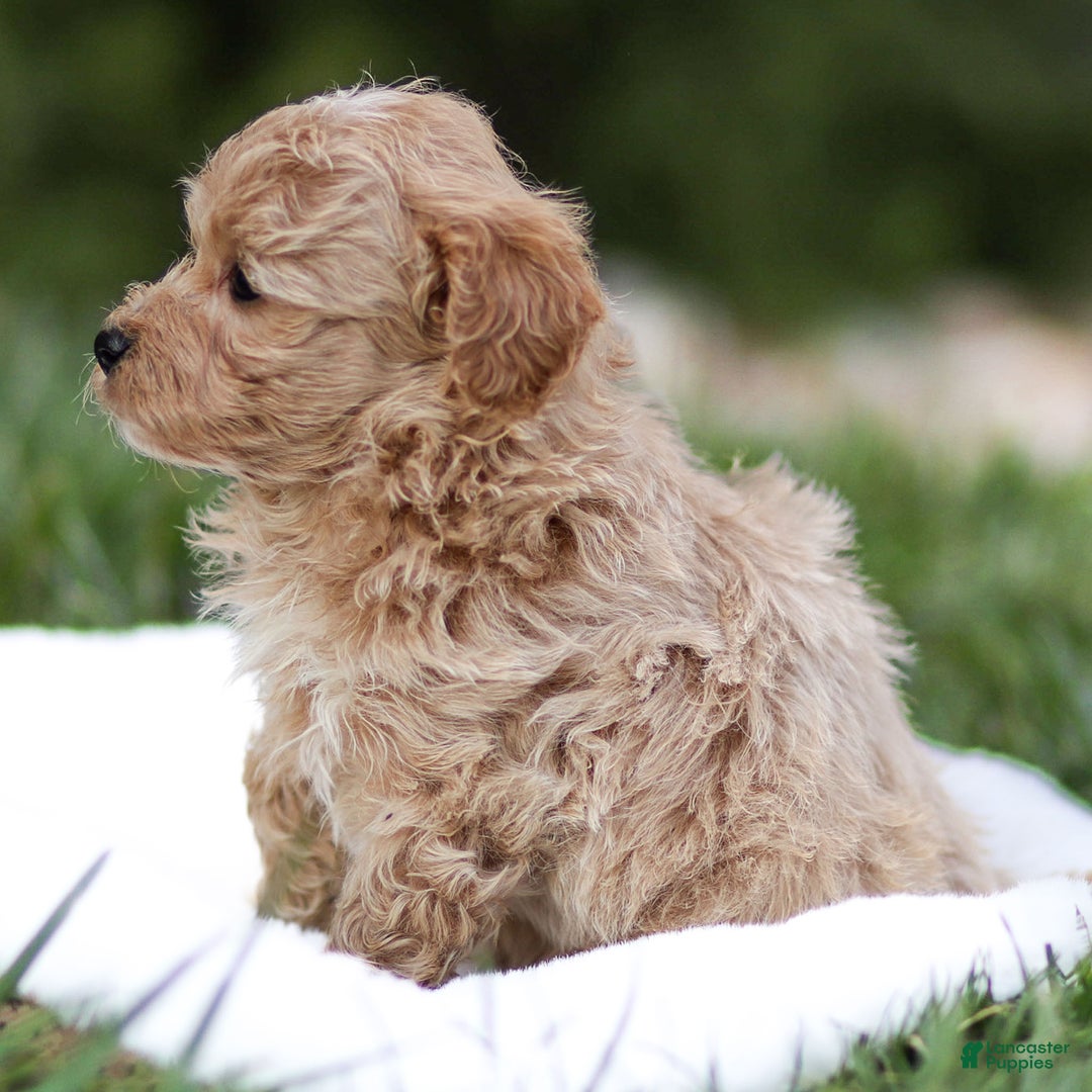 Maltipoo dogs for sale: Truffle - Ad 4