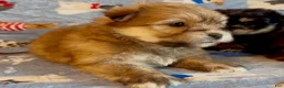 Shorkie dogs for sale: Shorkie 2 - Ad 20