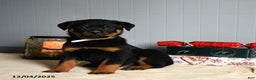 Rottweiler dogs for sale: Hershey - Ad 3