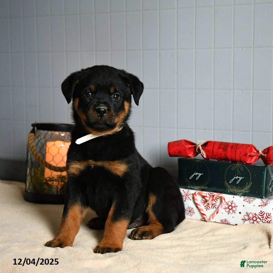 Rottweiler dogs for sale: Hershey - Ad 3