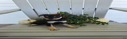 Miniature Pinscher dogs for sale: Daisy - Ad 3