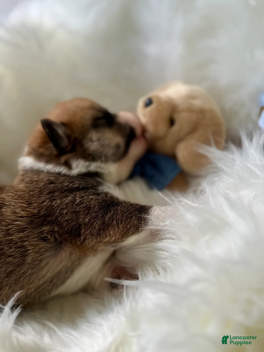 Welsh Corgi Pembroke dogs for sale: Luca - Ad 2