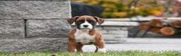 Boxer dogs for sale: Clara - Ad 9